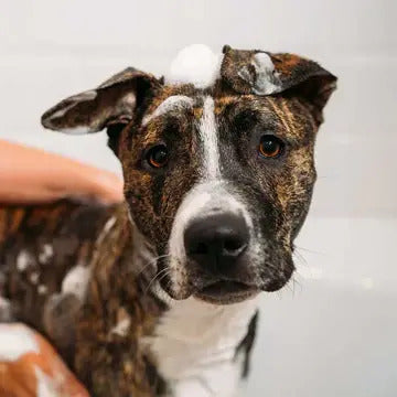 Unite DOGGY‘POO™ Shampoo 437ml