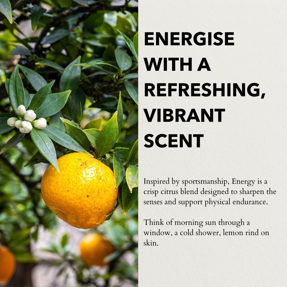 anatomē Energy Functional Parfum