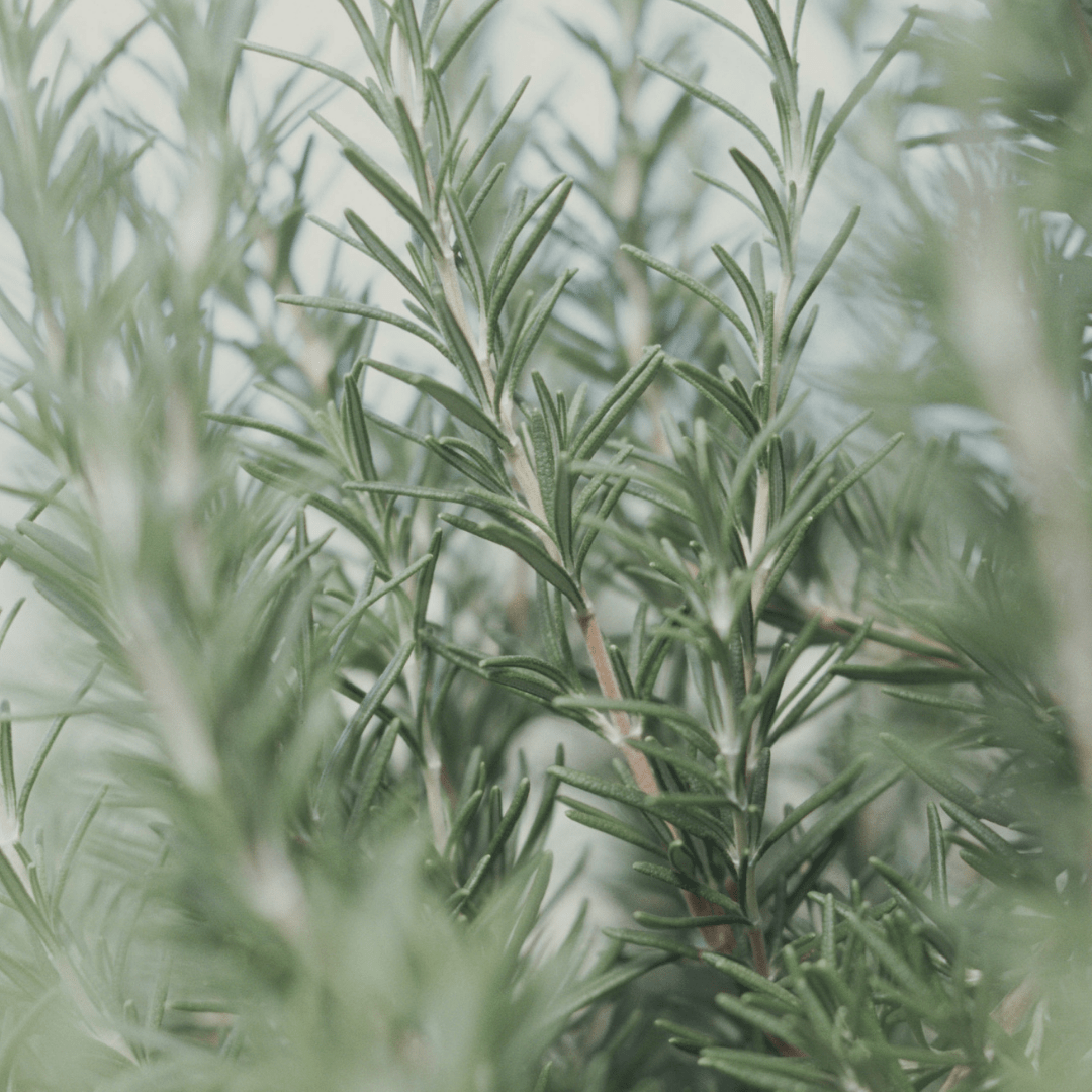 Close-up of green rosemary leaves with a blurred background